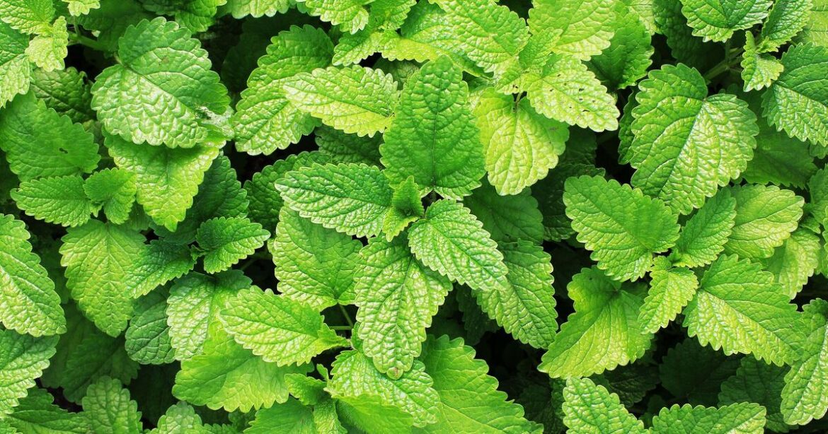 Anyone growing mint in their garden urged to avoid doing 1 thing