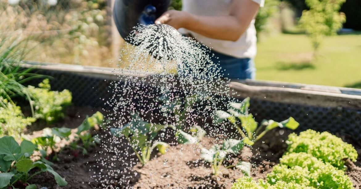 Gardeners urged to sow 'perfect summer vegetable' before the end of June