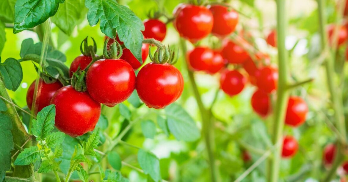 Tomato plants will be bright and fruitful when fed 1 bathroom item Tomato plants will be bright and fruitful when fed 1 bathroom item