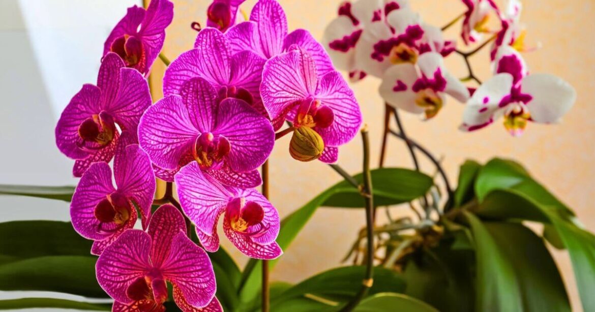 Orchids will burst with flowers if household item is added to the soil