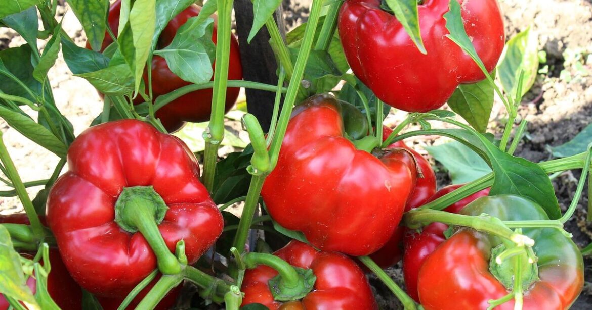 Peppers will turn out 'delicious' with simple growing method