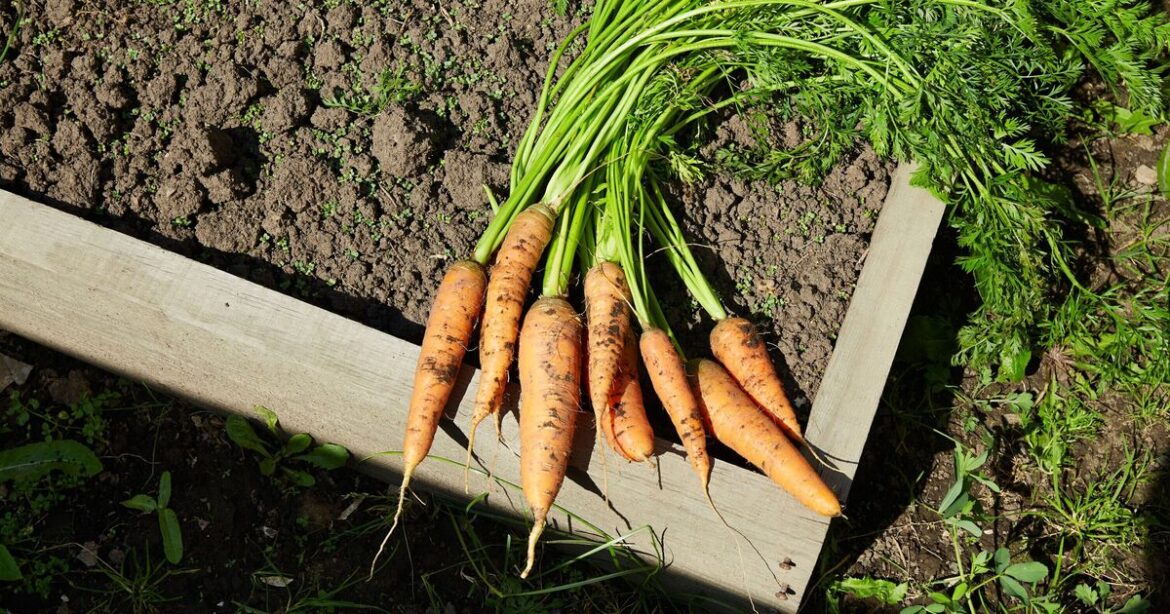 Vegetables will be pest-free if you use 1 simple method in the garden Vegetables will be pest-free if you use 1 simple method in the garden