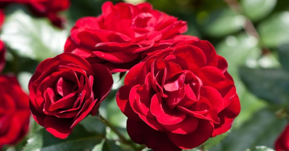 How to grow better roses with 1 ‘essential’ natural scrap item twice a month