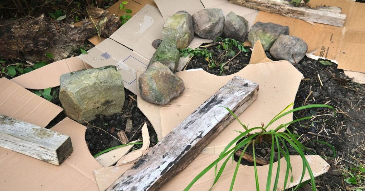 Brits urged to put cardboard boxes in their garden this week Brits urged to put cardboard boxes in their garden this week
