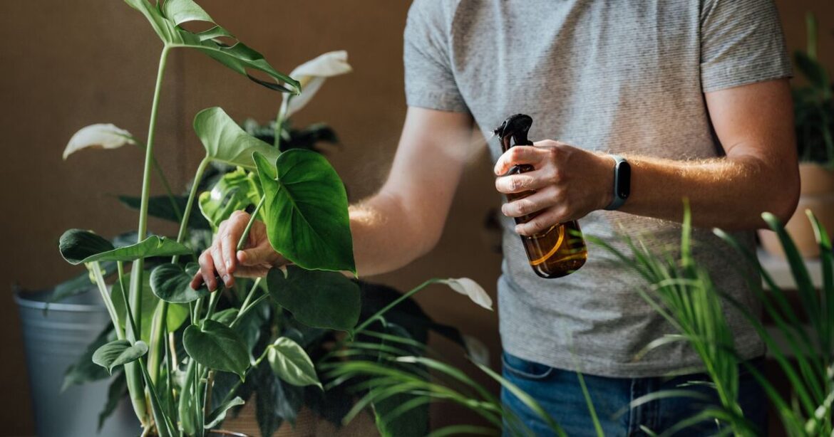 Houseplants will be pest-free with DIY spray made with 3 kitchen items Houseplants will be pest-free with DIY spray made with 3 kitchen items