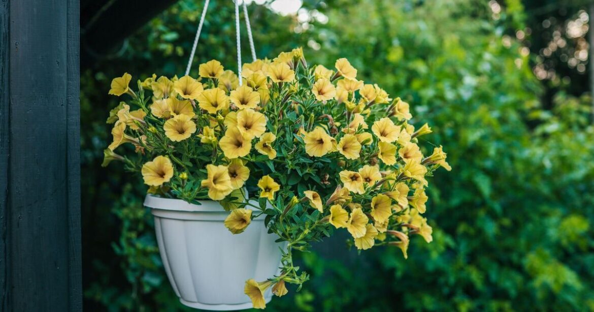 RHS sends message to every gardener across the UK with July deadline