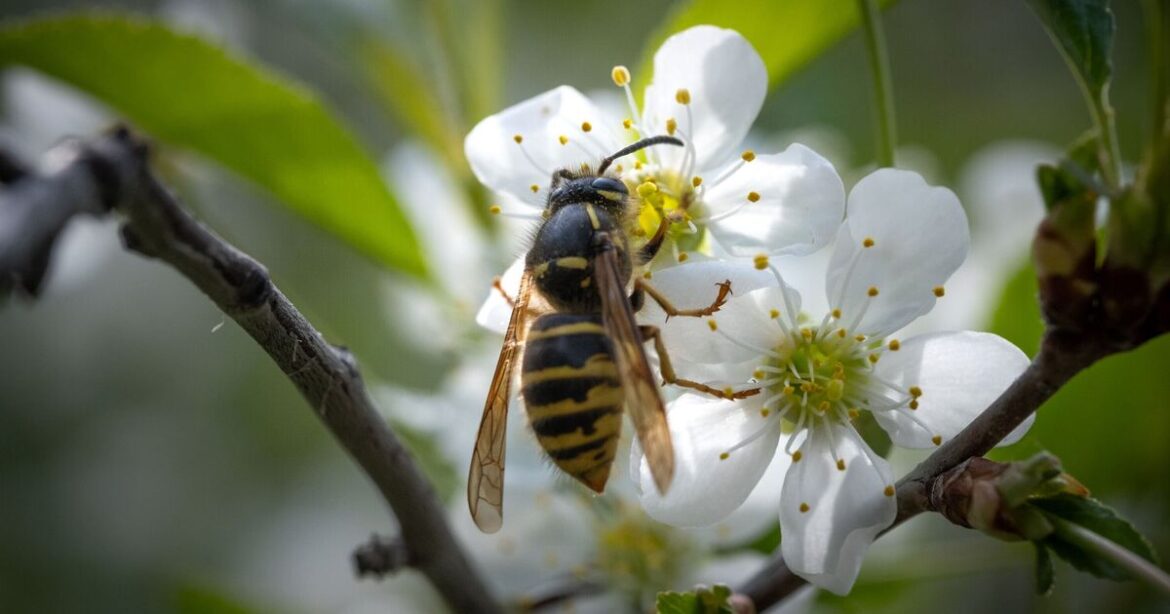 Wasps will stay away from your garden if you plant 1 thing they ‘hate’ Wasps will stay away from your garden if you plant 1 thing they 'hate'