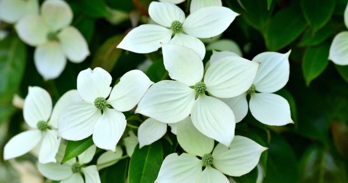 Alan Titchmarsh names 5 shrubs that grow colourful flowers ‘all year’ in garden Alan Titchmarsh names 5 shrubs that grow colourful flowers 'all year' in garden