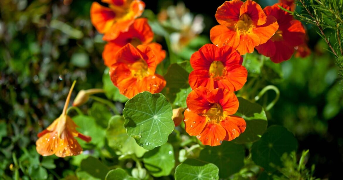 Keep your garden slug-free with these 20 plants they absolutely hate | UK | News Keep your garden slug-free with these 20 plants they absolutely hate | UK | News