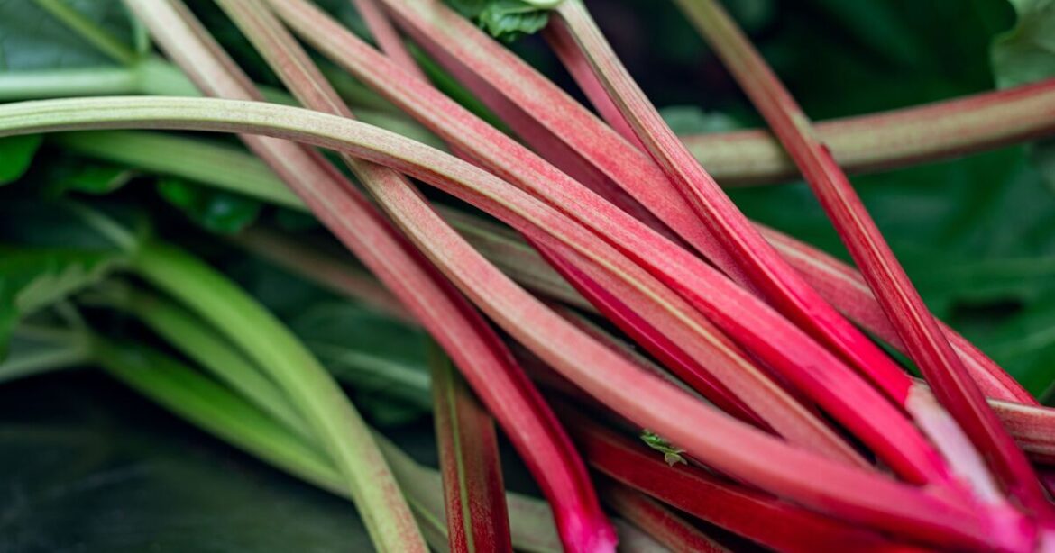 How to grow tastier rhubarb with 1 natural item gardeners love How to grow tastier rhubarb with 1 natural item gardeners love
