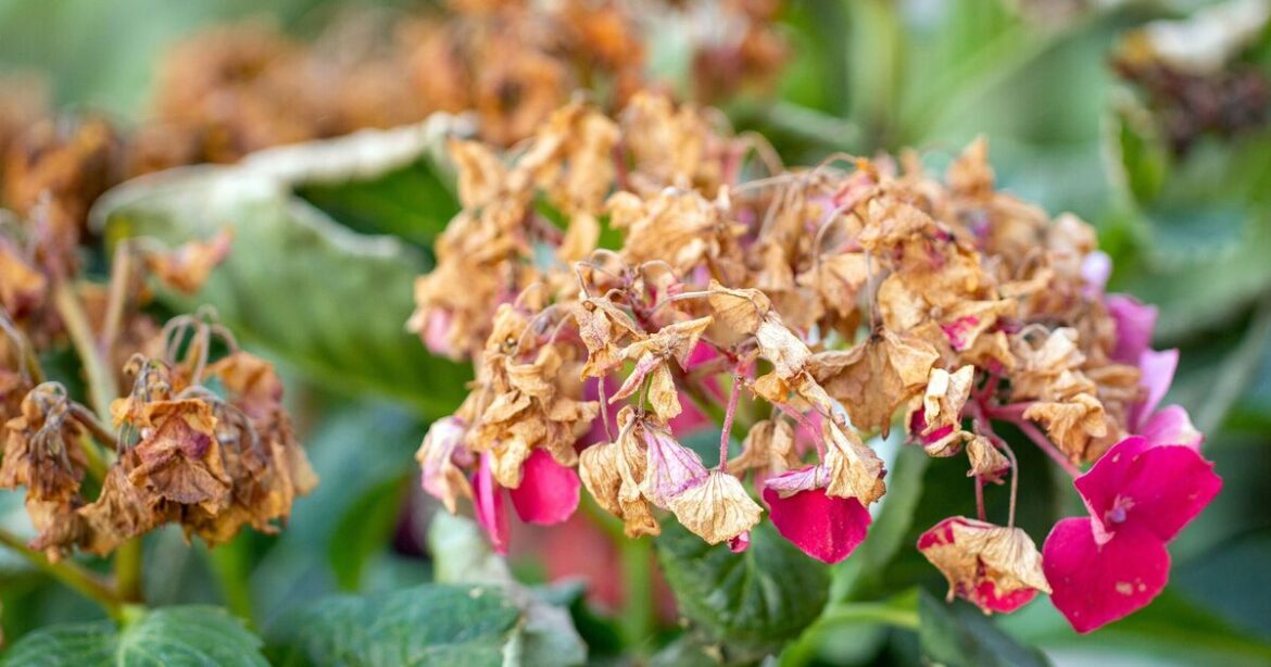 Best time to water hydrangeas or roses to avoid 'scorched' foliage in heat