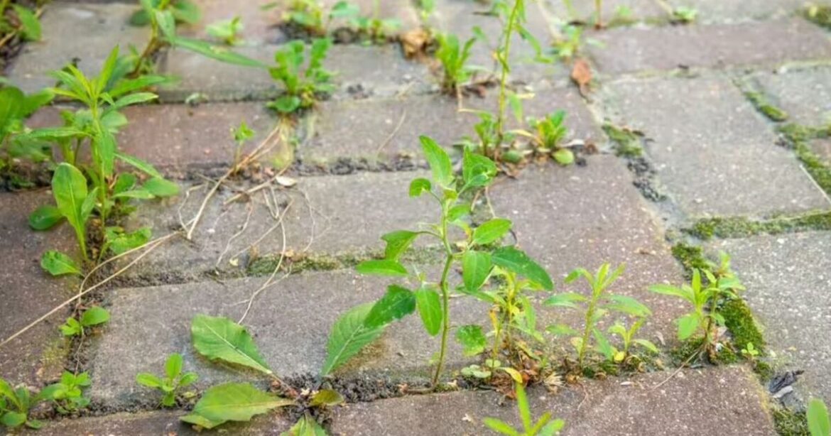 One natural item will kill weeds on driveway completely with ‘unbelievable’ results One natural item will kill weeds on driveway completely with ‘unbelievable’ results