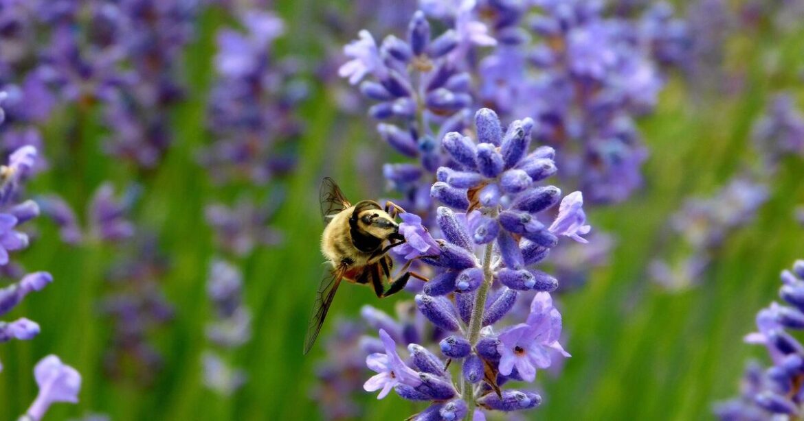 Six key tasks gardeners need to do now to get more lavender blooms tha