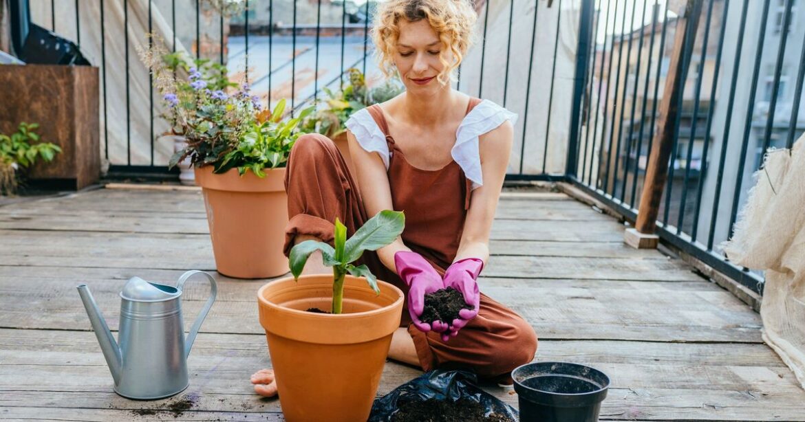 Gardeners told to stop watering mistake that’s ‘killing’ potted plants Gardeners told to stop watering mistake that's 'killing' potted plants