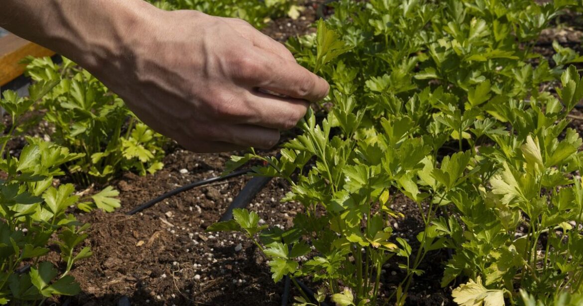 Gardeners told to plant four herbs in garden to 'deter pests easily'