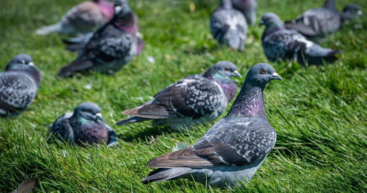 How to deter pigeons for good with 1 ‘scary’ household item How to deter pigeons for good with 1 ‘scary’ household item
