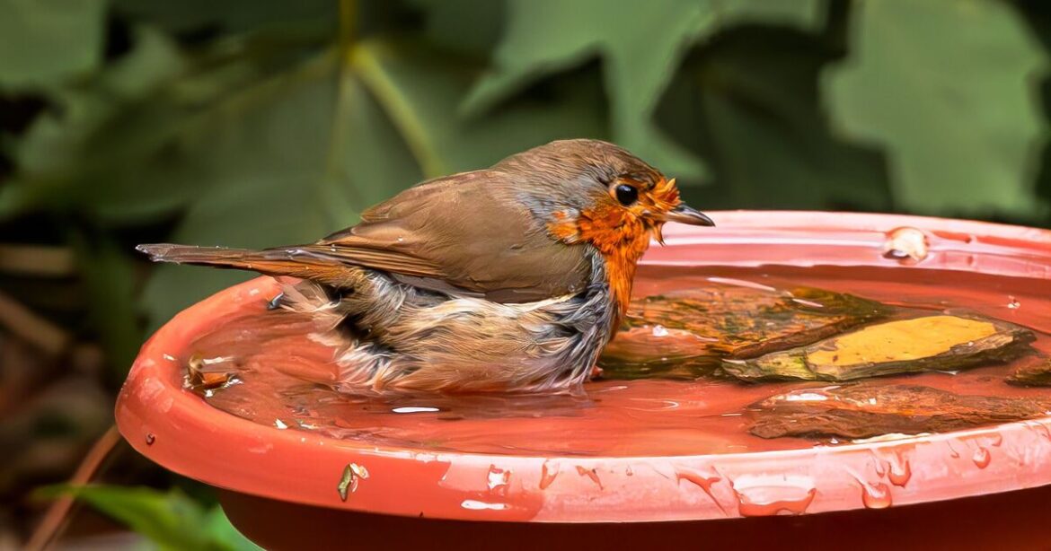 Brits told to place 1 thing in garden to 'naturally' attract birds