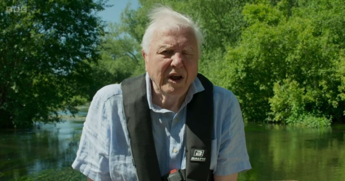 Gardeners told don't mow lawn in June after David Attenborough update