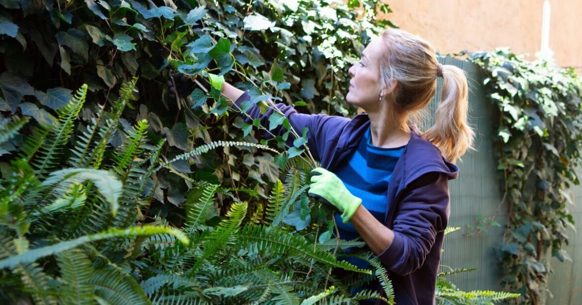 How to remove ivy for good without weed killer or vinegar How to remove ivy for good without weed killer or vinegar