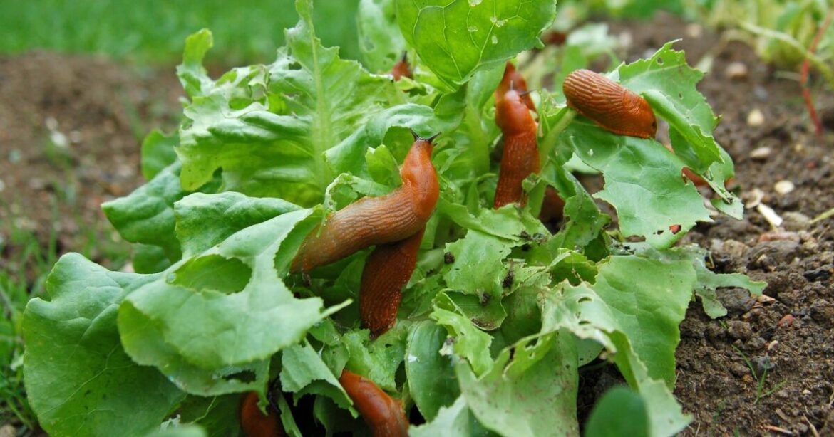 Gardeners told to add eggshells to plant beds to banish unwanted pests