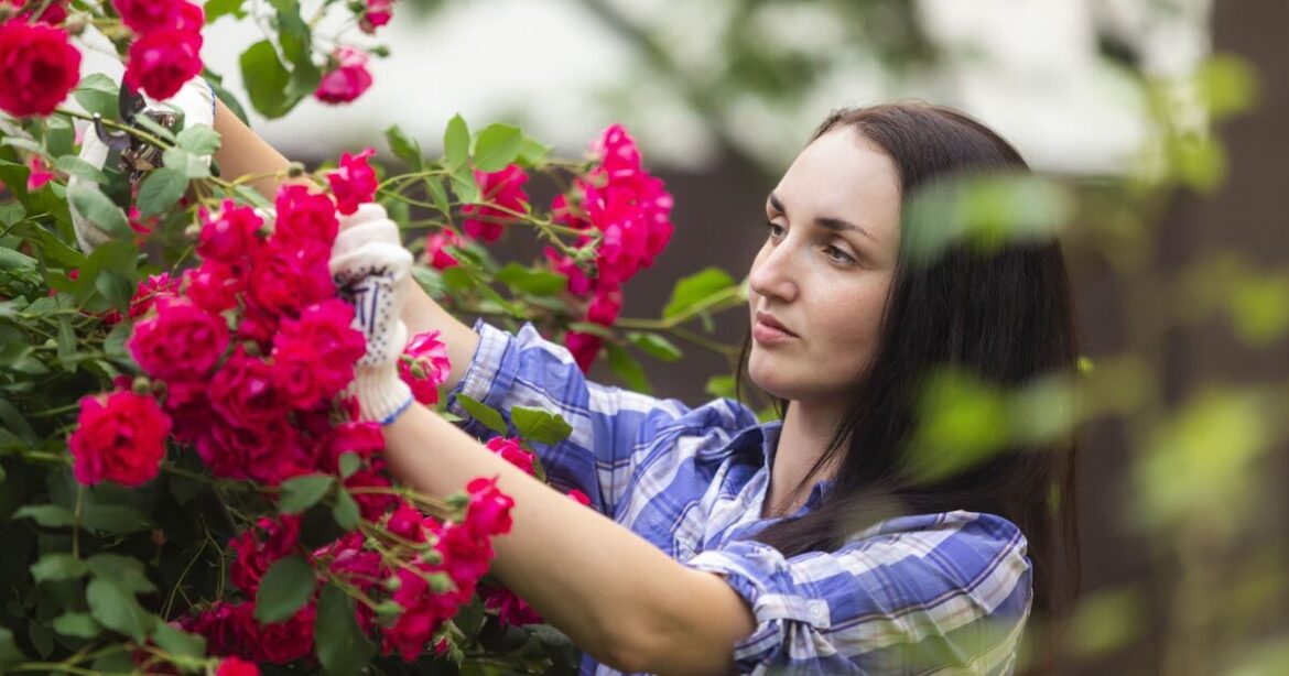 ‘I’m a garden expert – avoid 1 common thing to keep roses blooming’ 'I'm a garden expert - avoid 1 common thing to keep roses blooming'