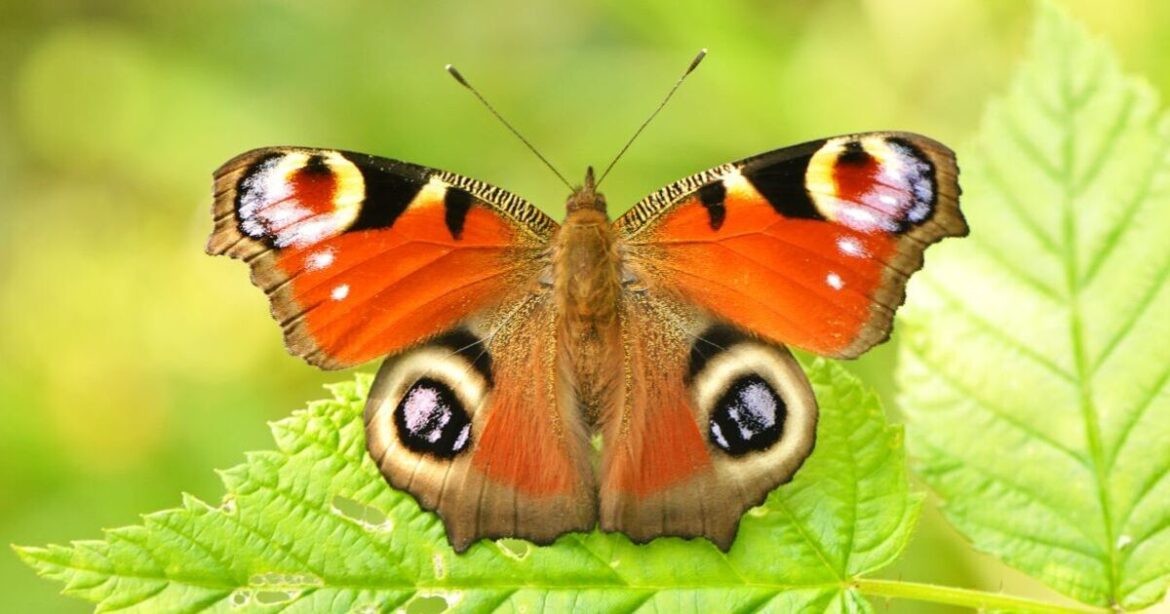 ‘I’m a landscaper and this easy tip will fill your garden with butterflies this summer’ 'I'm a landscaper and this easy tip will fill your garden with butterflies this summer'