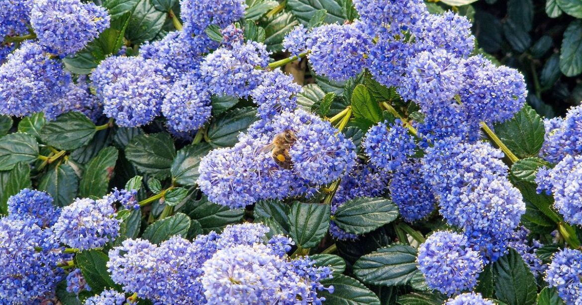 4 drought-tolerant plants that won’t ‘wilt or die’ and don’t need regular water 4 drought-tolerant plants that won't 'wilt or die' and don't need regular water
