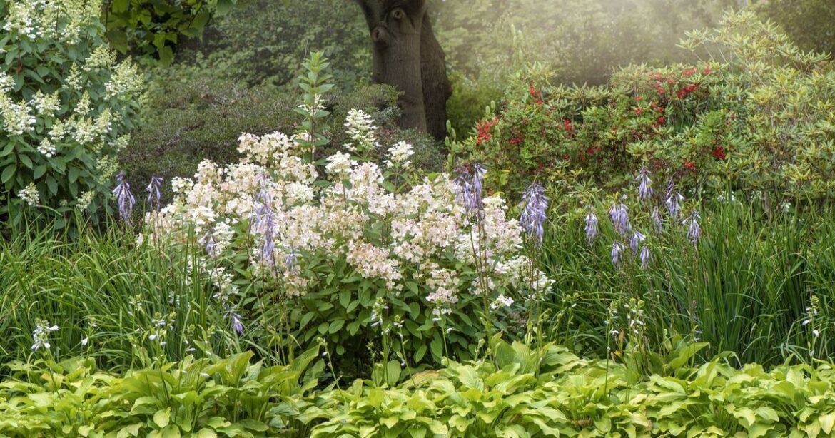 Garden plant to never grow that’s ‘illegal’ and will destroy flowers and property Garden plant to never grow that’s ‘illegal’ and will destroy flowers and property