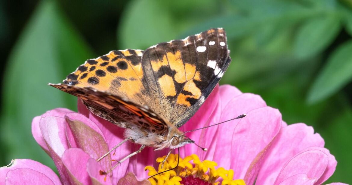 Gardeners urged to 'deadhead' their flowers to attract 1 pretty animal