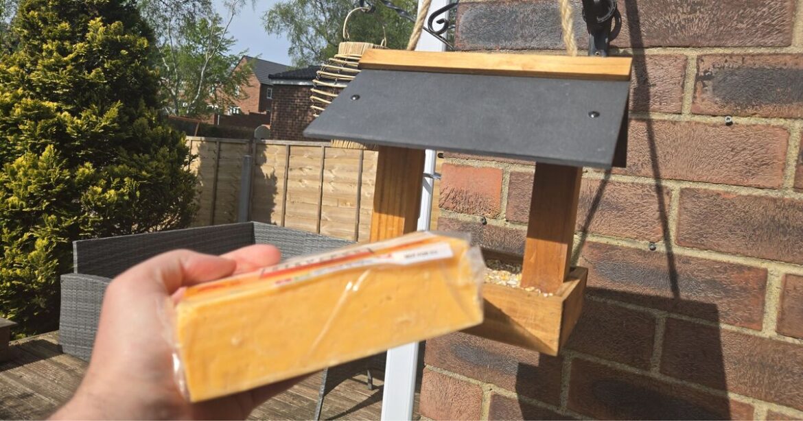 Gardeners urged to leave cheese on bird tables Gardeners urged to leave cheese on bird tables