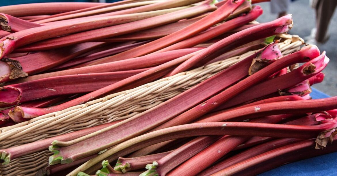 Gardeners growing rhubarb urged to do 1 task now — not removing leaves Gardeners growing rhubarb urged to do 1 task now — not removing leaves