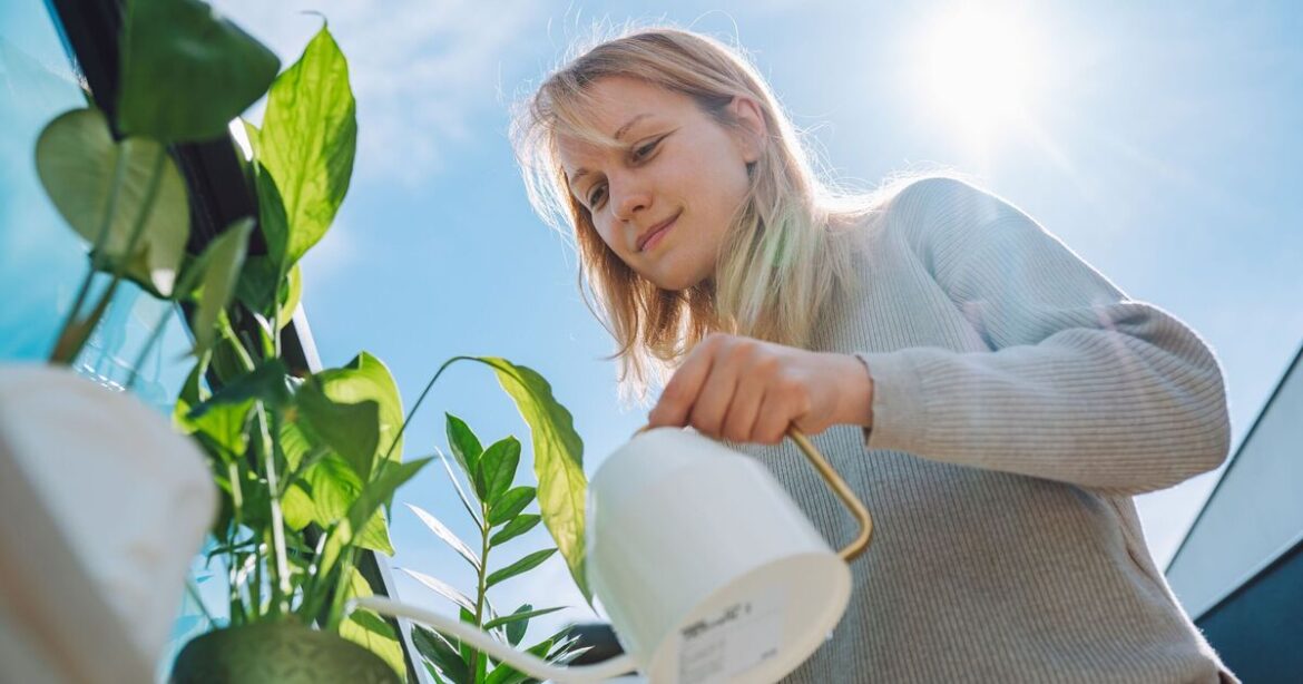 How to bring dying peace lilies to life by stopping 1 key mistake