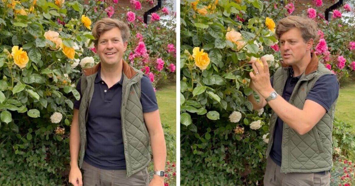 Roses will flower 'less abundantly' in summer if you forget to do important job