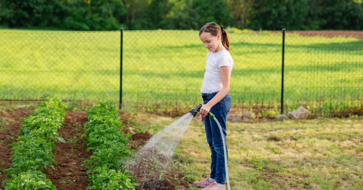 Plants will ‘die out’ if watered incorrectly as gardening expert shares 1 rule Plants will 'die out' if watered incorrectly as gardening expert shares 1 rule