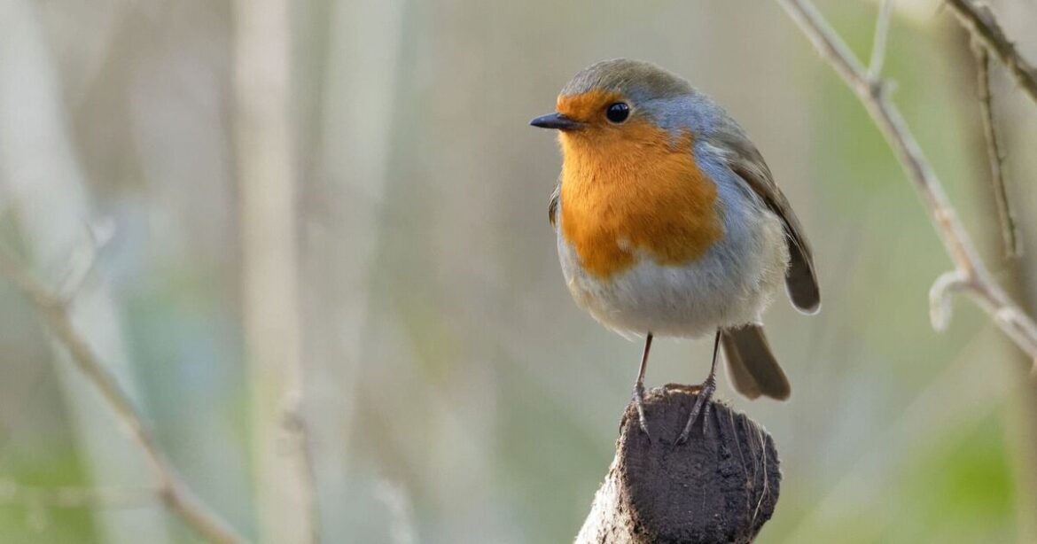 Gardeners urged to do 1 thing to attract robins Gardeners urged to do 1 thing to attract robins