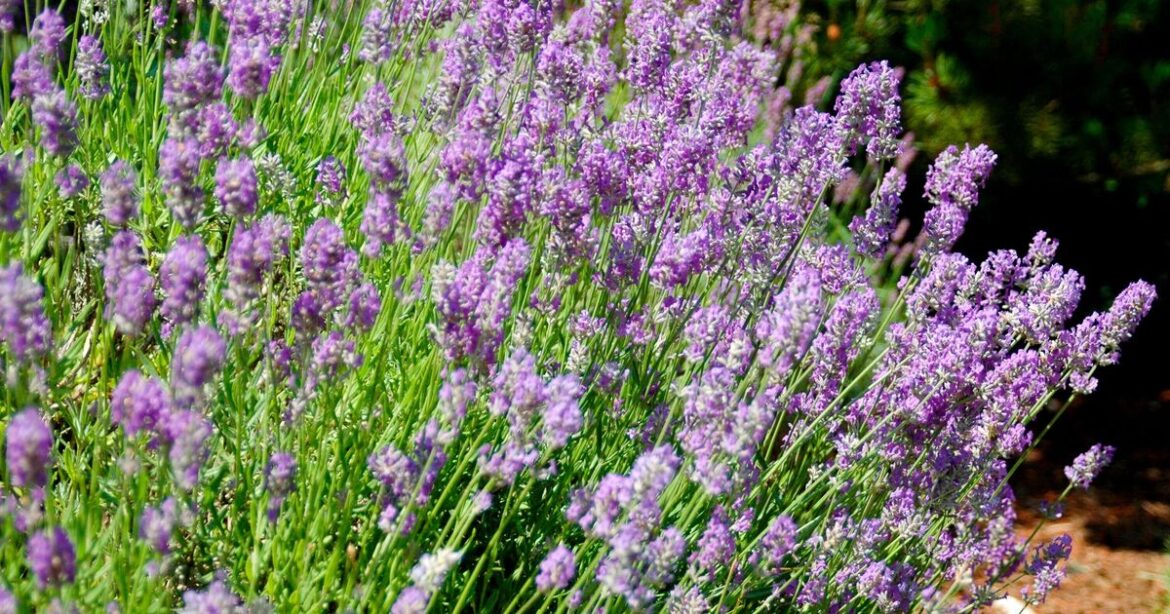 How to make lavender bloom in August by doing 1 simple task now How to make lavender bloom in August by doing 1 simple task now