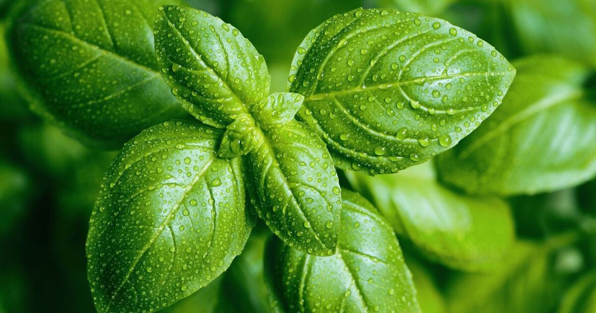 Basil will grow strong all summer long if gardeners do 1 simple thing now