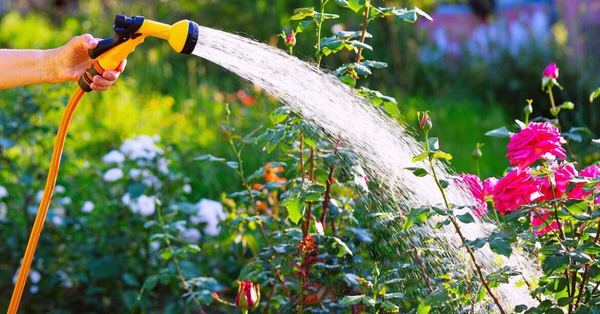 ‘Best time’ of day to water garden plants to avoid ‘killing them’ – not morning ‘Best time’ of day to water garden plants to avoid ‘killing them’ – not morning