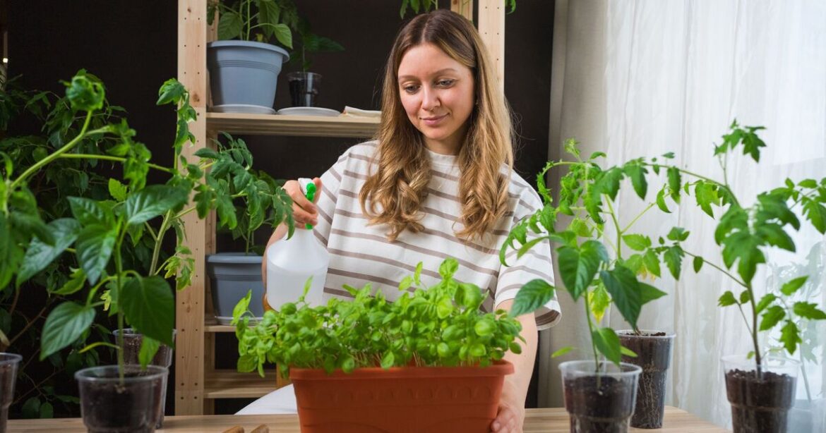 All gardeners urged to plant four herbs to keep pests at bay All gardeners urged to plant four herbs to keep pests at bay