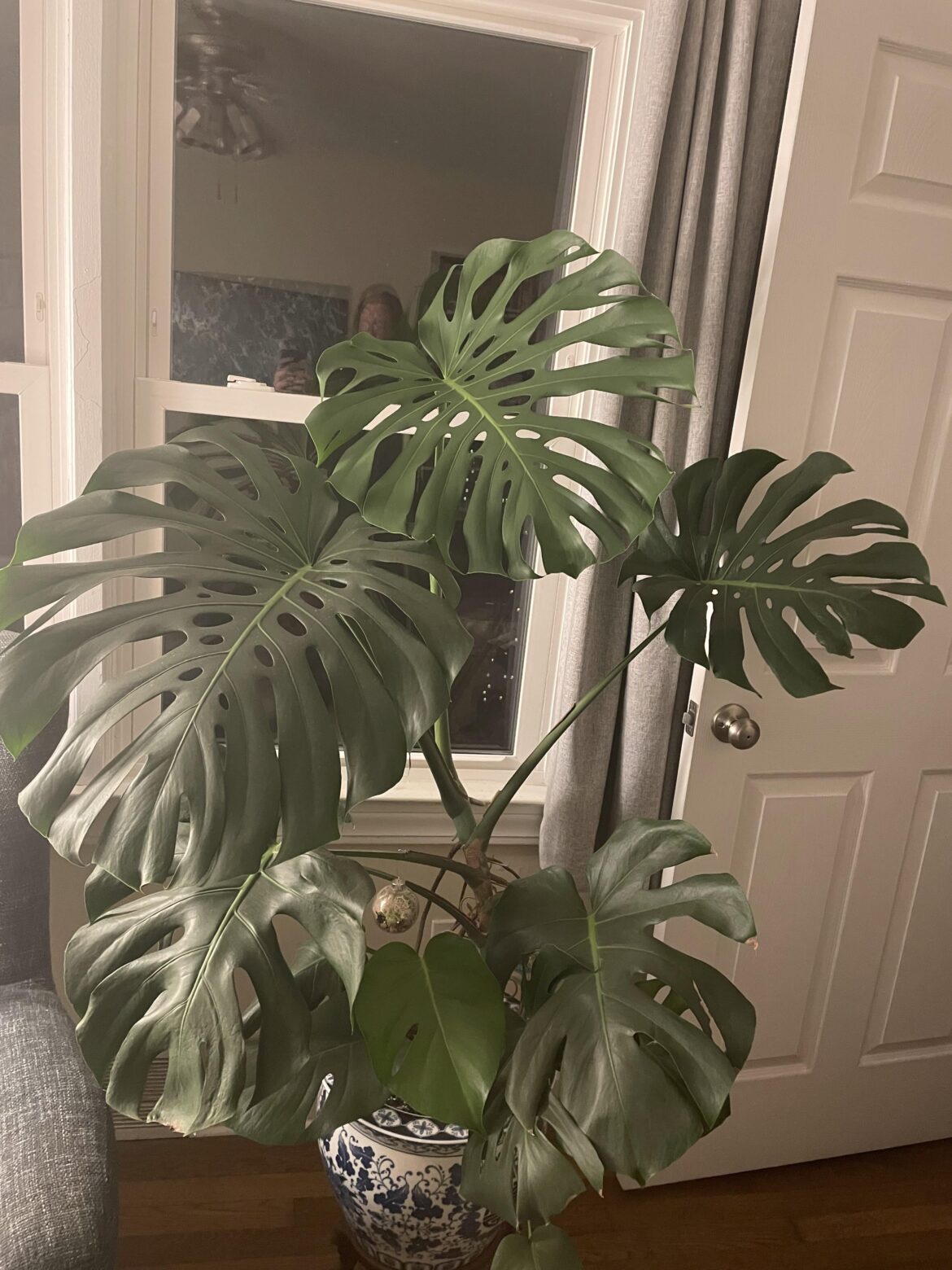 Monstera happiness