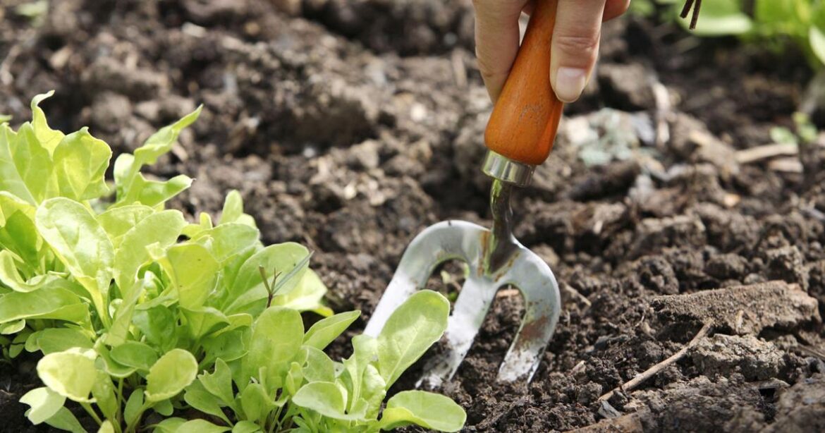 Things to do in the garden this week