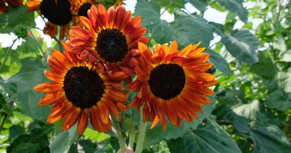 GARDEN COLUMN: The beautiful sunflower | Community