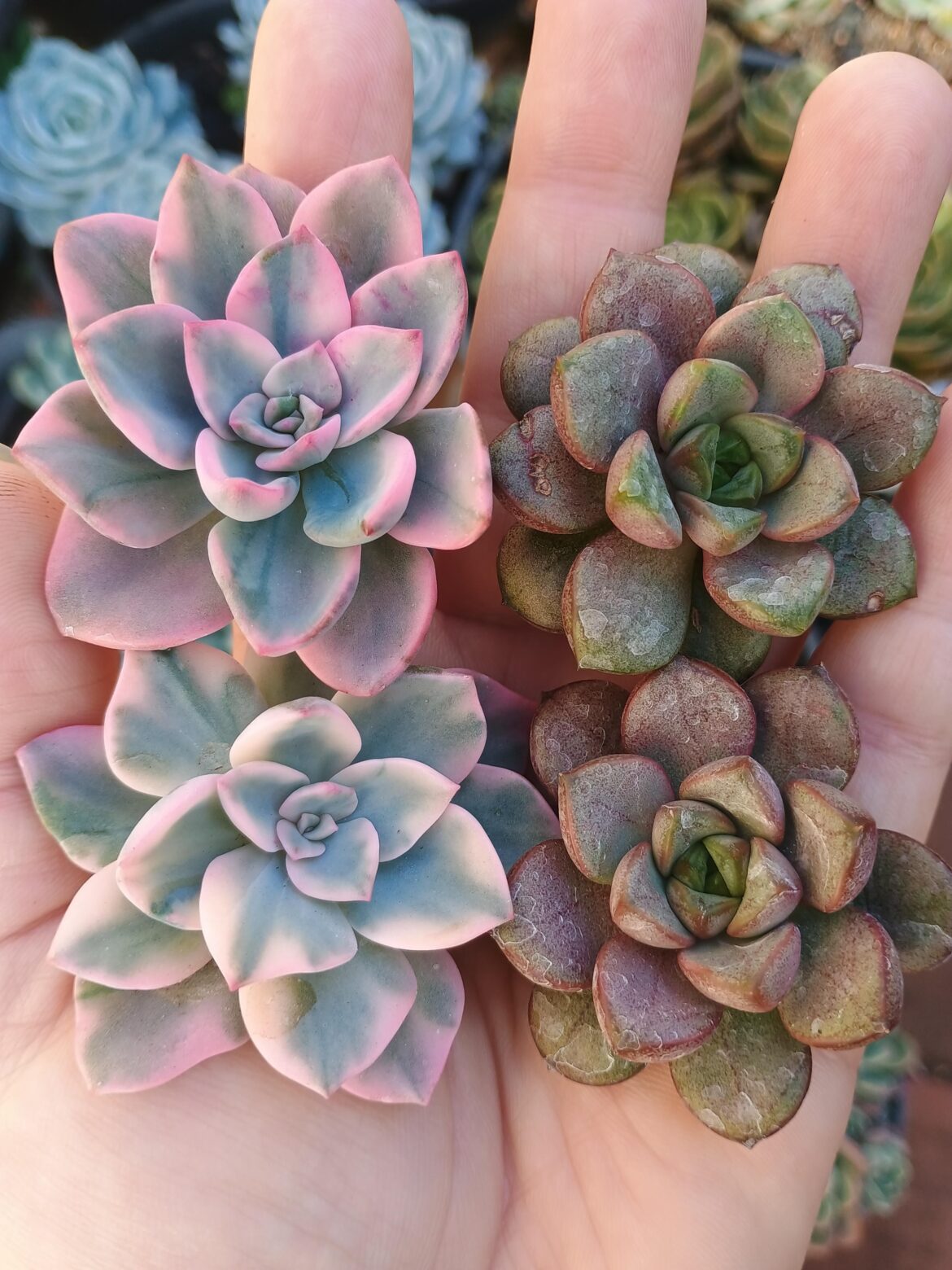 Beheading a few beauties to propagate