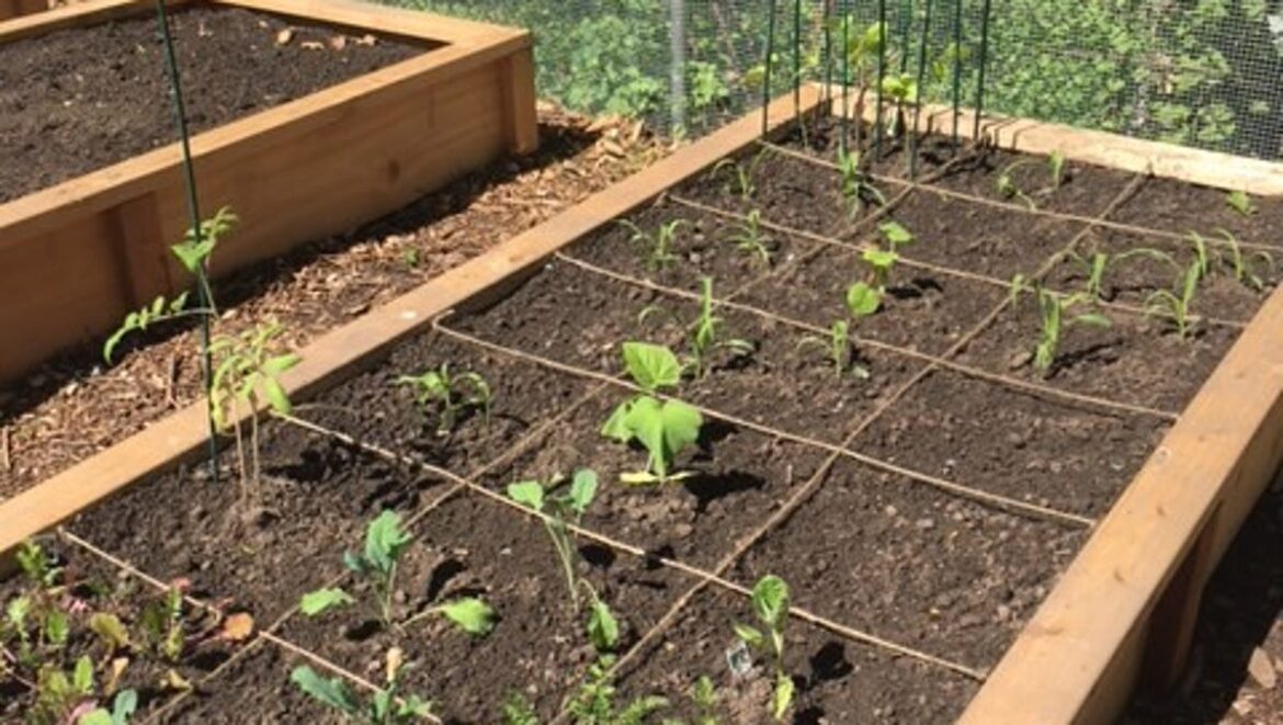 How to keep your garden green during the NJ heat wave