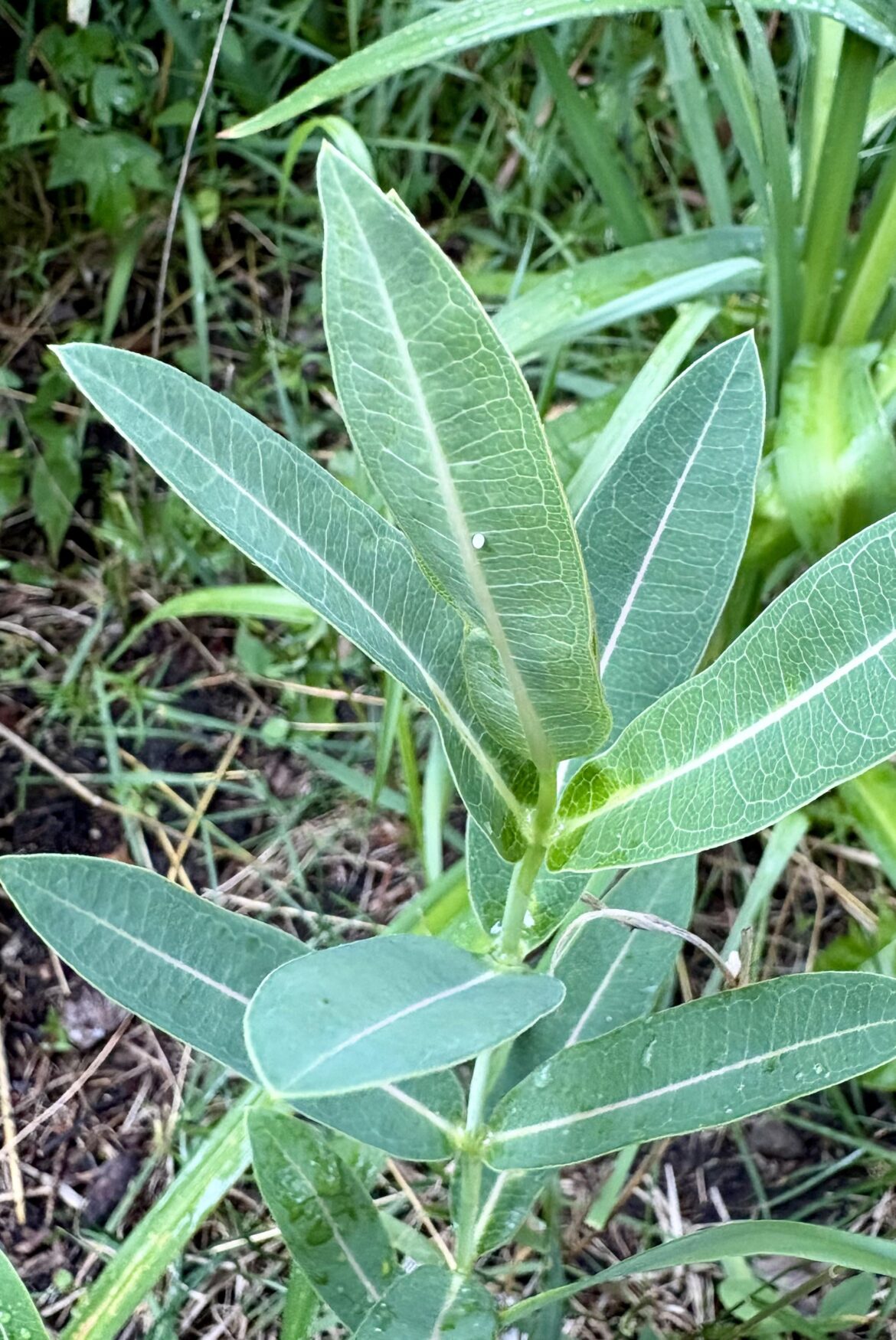 My NoLawn’s Prairie Milkweed finally has its first Monarch egg! 🥚