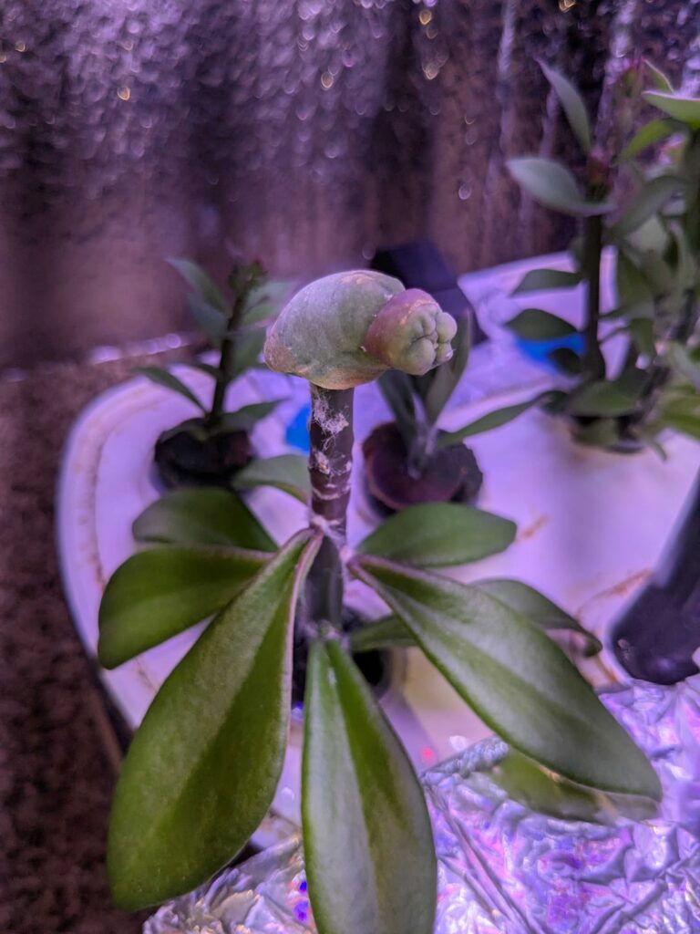 TBM2.0 impale on pereskiopsis