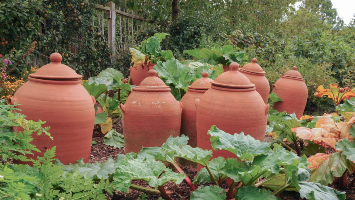 A guide to forcing vegetables for earlier harvests Rhubarb forcing pots in a vegetable garden