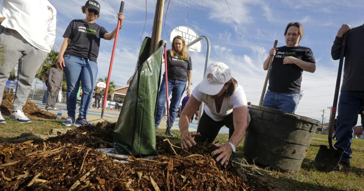 Well-meaning gardeners may do more harm than good to trees | Home/Garden