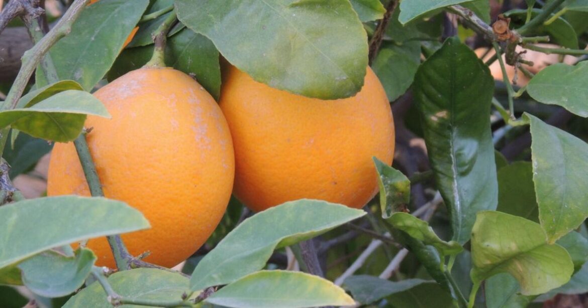 DESERT GARDENER: Grow Your Own: Plant a citrus tree for delicious fruit | Valley Women DESERT GARDENER: Grow Your Own: Plant a citrus tree for delicious fruit | Valley Women