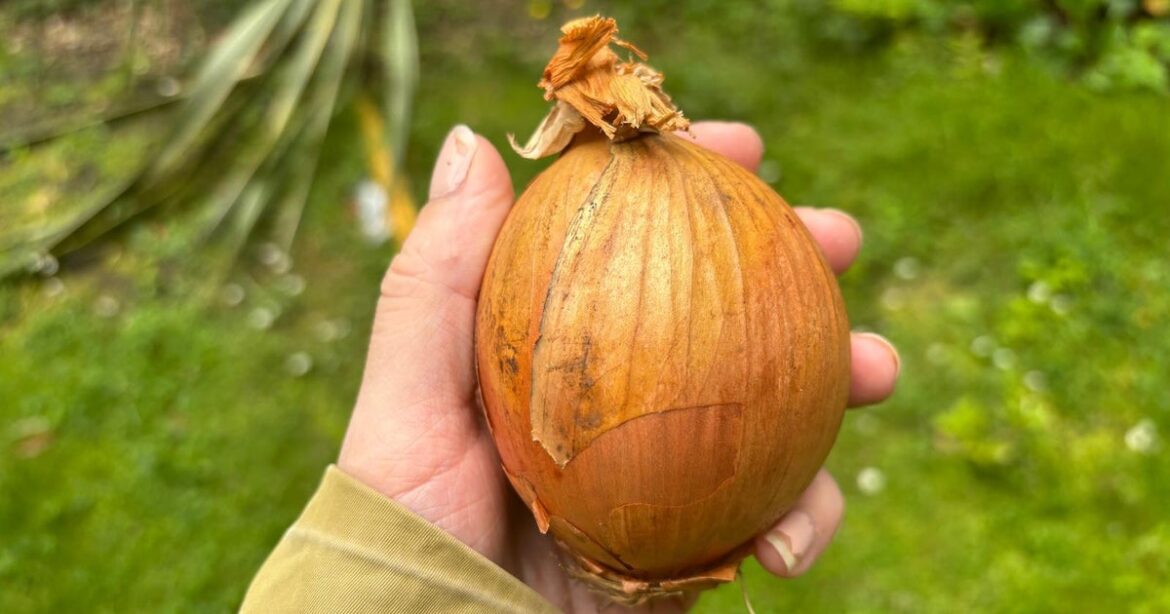 UK Gardeners Advised To Place Onions On Their Lawn UK Gardeners Advised To Place Onions On Their Lawn